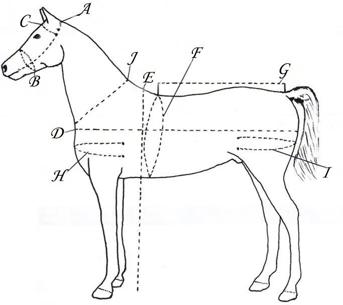 measure-horse-chart – Fraser School of Driving